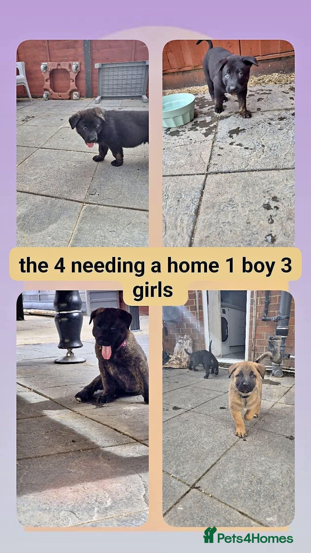 German Shepherd dogs beautiful shepkita puppies  - Advert 1