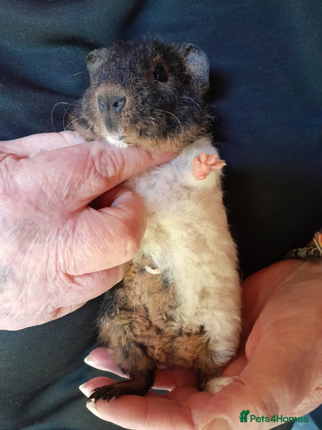 Guinea Pig rodents for sale: A pair of baby Teddy boys  - Advert 6