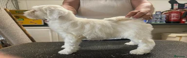 Tibetan Terrier Puppy 2