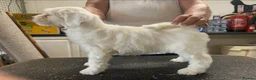 Tibetan Terrier dogs for sale: Araki Tibetan Terrier pups for sale in Newent - Advert 2