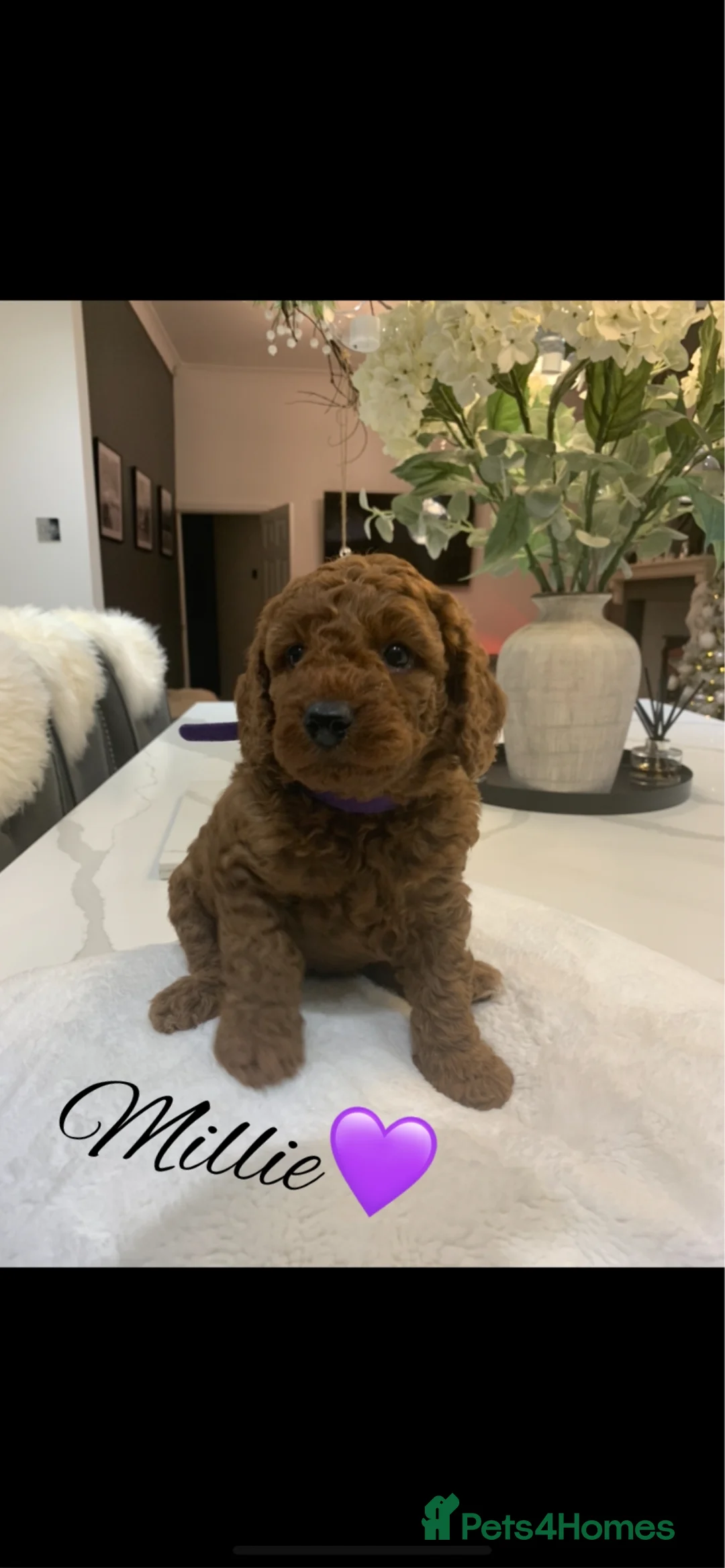 Miniature Poodle dogs for stud: Our Very handsome, charming Red Miniature Poodle  in Warrington - Advert 24