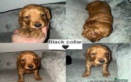 Cockapoo dogs for sale: Stunning F2 cockapoo pups  - Advert 3