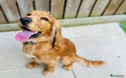 Cocker Spaniel dogs for sale: Stunning Red Cocker Spaniel Due  - Image 4
