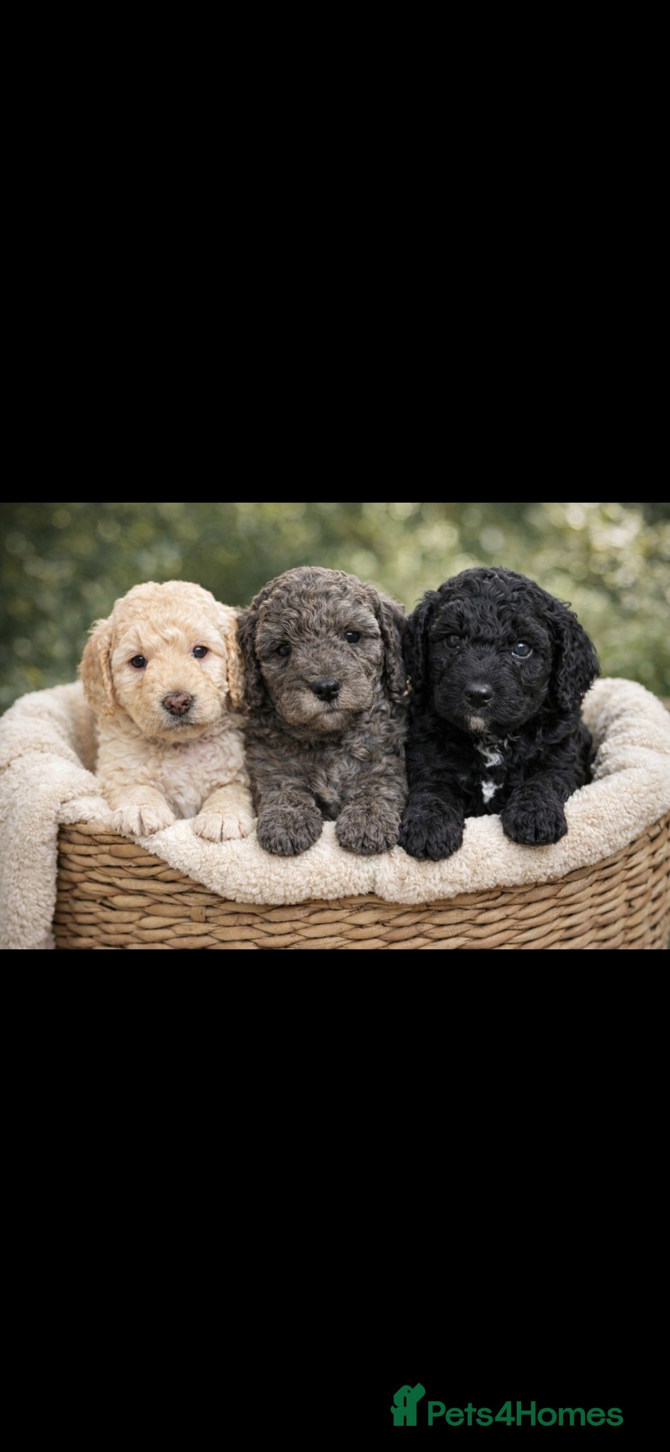 Cockapoo dogs 🐶Three beautiful boys left😍 - Advert 12