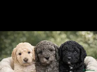 Cockapoo dogs 🐶Three beautiful boys left😍 - Advert 12