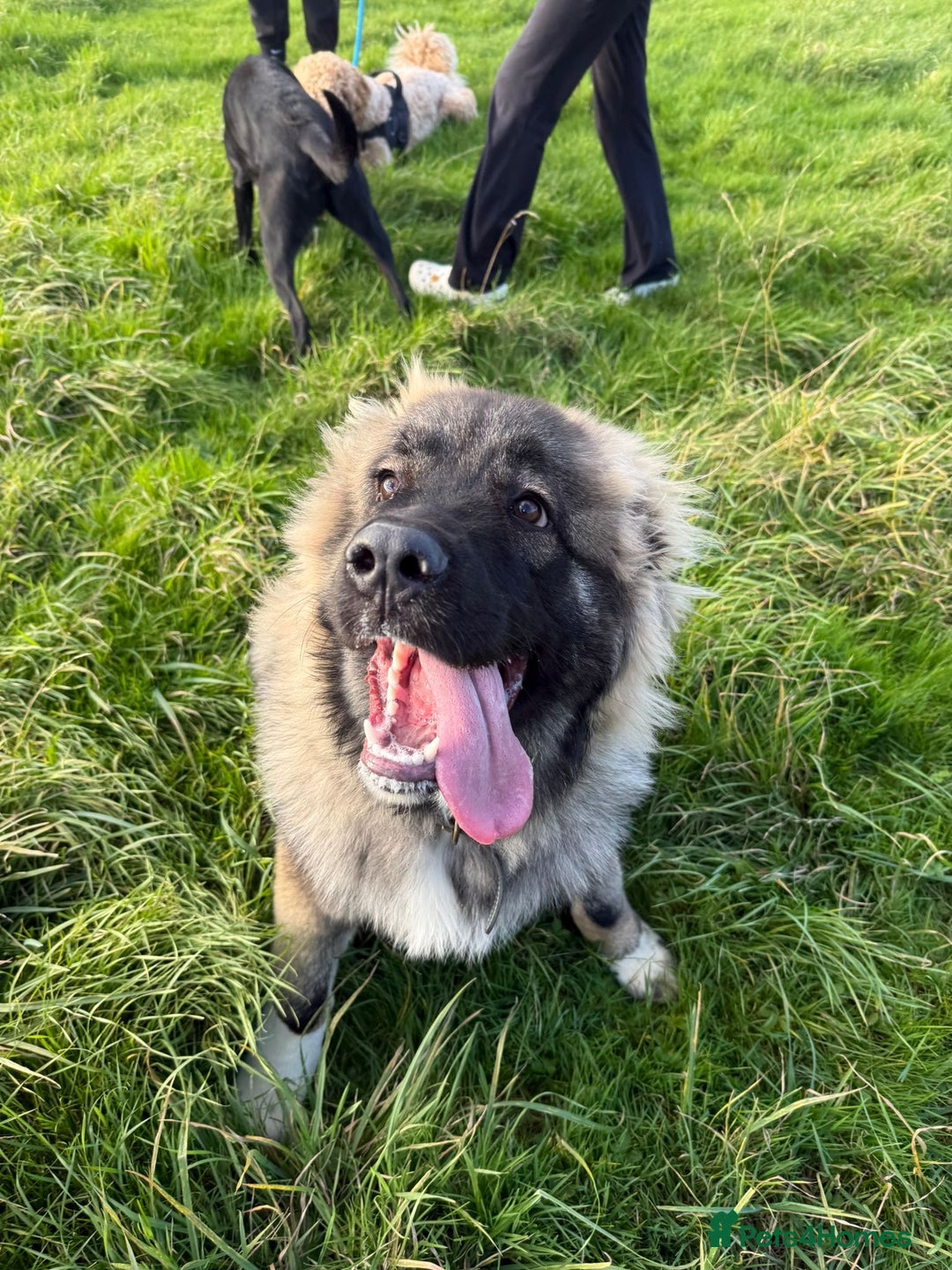Caucasian Shepherd Dog dogs for sale: Caucasian shepherd  - Advert 2