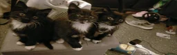 Mixed Breed cats for sale: 3 black and white female kittens for sale  - Advert 3