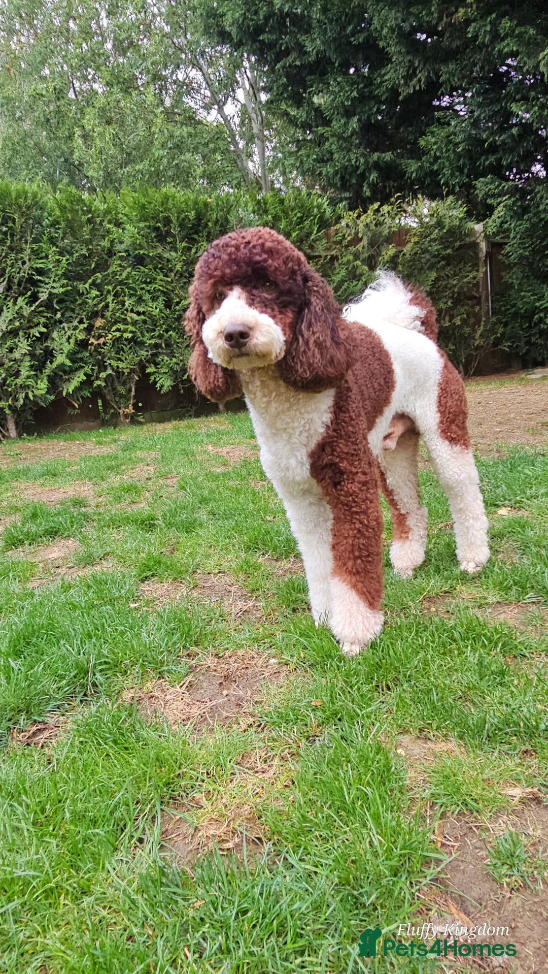 Poodle dogs for stud: FULLY HEALTH TESTED MOYEN POODLE STUD! in Kettering - Image 13