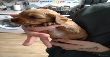 Mixed Breed dogs - Advert 14