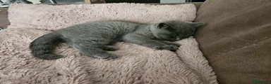 British Shorthair 1