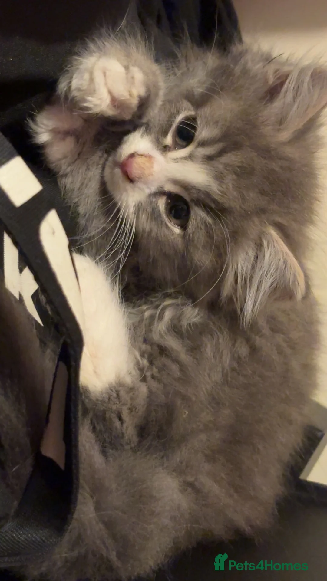 Mixed Breed cats for sale: Male Norwegian Maine coon kitten - Advert 2