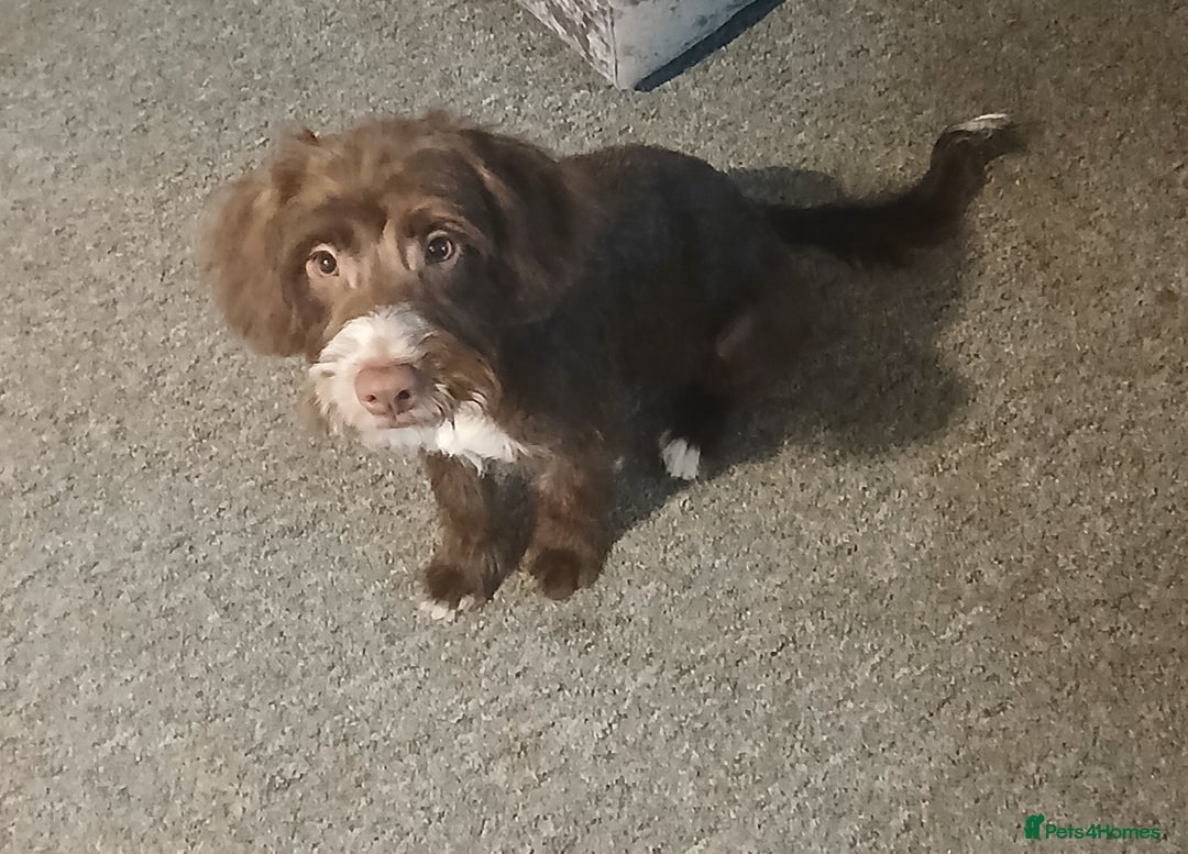 Mixed Breed dogs for sale: Bailey - Advert 3