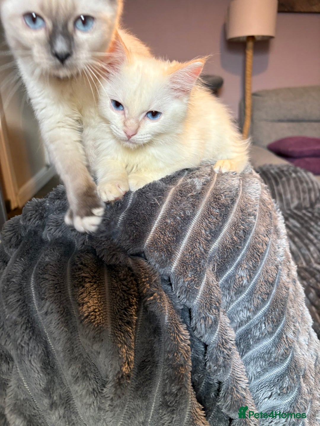 Ragdoll cats for sale: GCCF Beautiful Ragdoll Kittens - Image 13