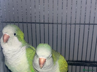 Parakeets birds Quaker parrots - Advert 2
