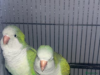 Parakeets birds Quaker parrots - Advert 6