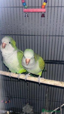Parakeets birds Quaker parrots - Advert 1