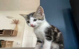 Domestic Shorthair cats for sale: Three beautiful playful kittens. - Image 12