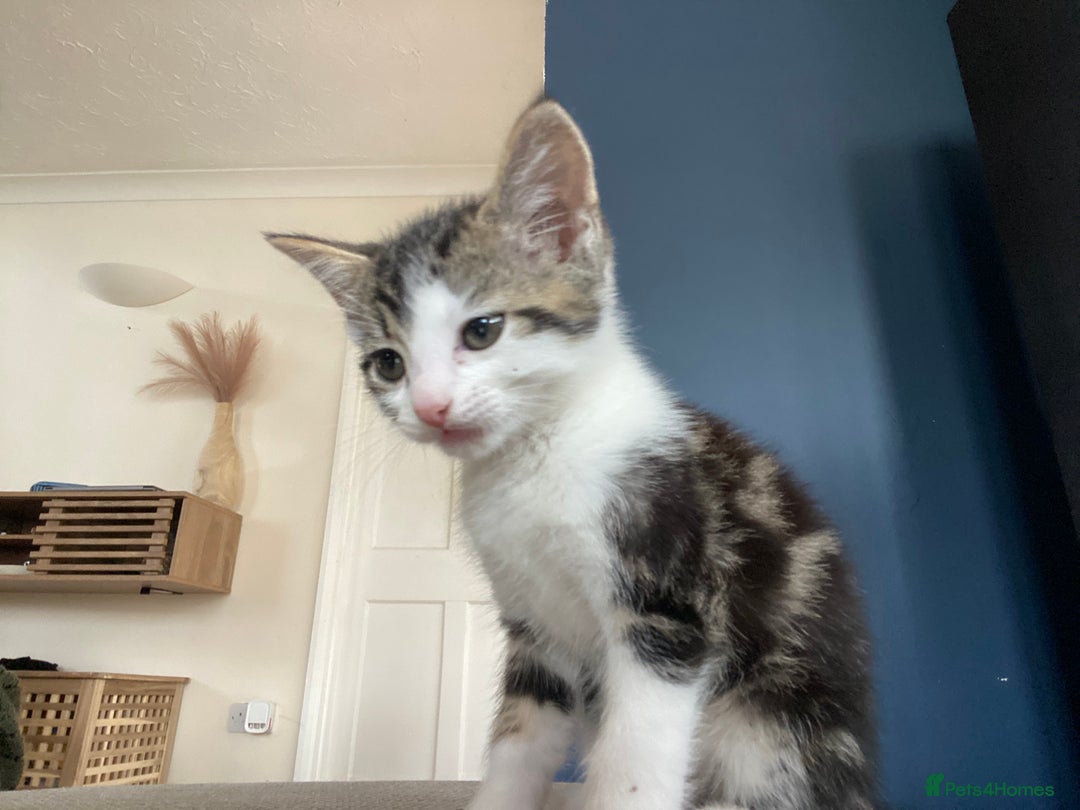 Domestic Shorthair cats for sale: Three beautiful playful kittens. - Image 12