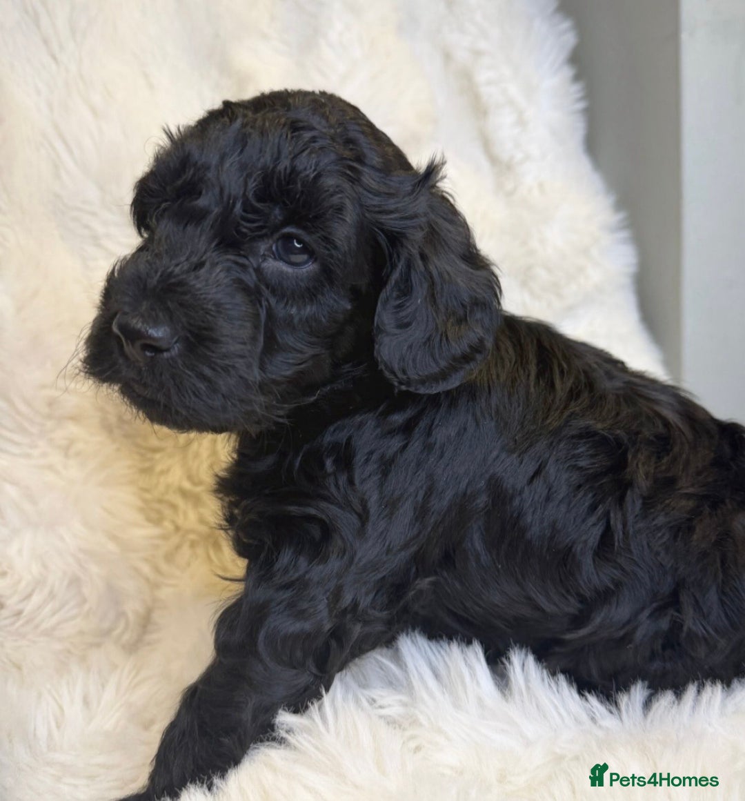 Labradoodle dogs for sale: Stunning merle F1b Labradoodle puppies  - Advert 4