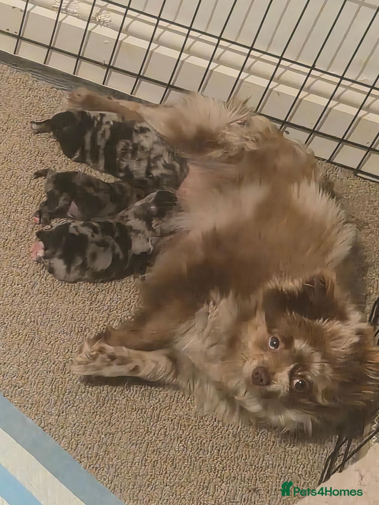 Pomeranian dogs 3 merle pomeranian puppies - Advert 6