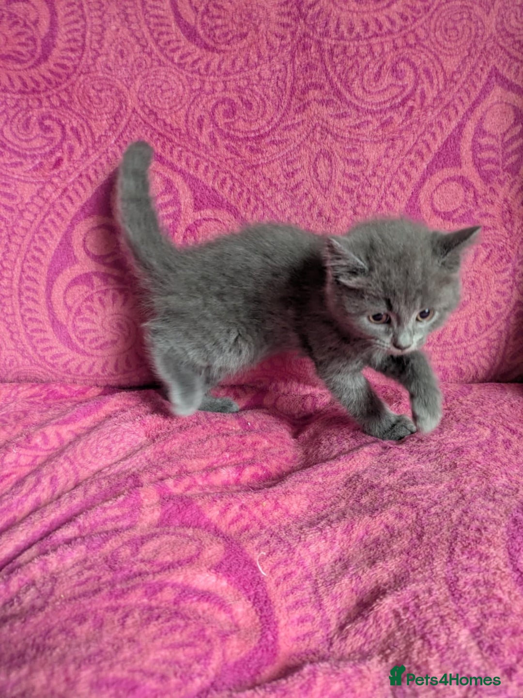 British Shorthair cats for sale: British short hair cross kittens, grey black.  - Image 6