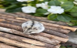 Hamster rodents for sale: Beautiful baby hamsters. Russian Dwarf and Syrian - Image 21