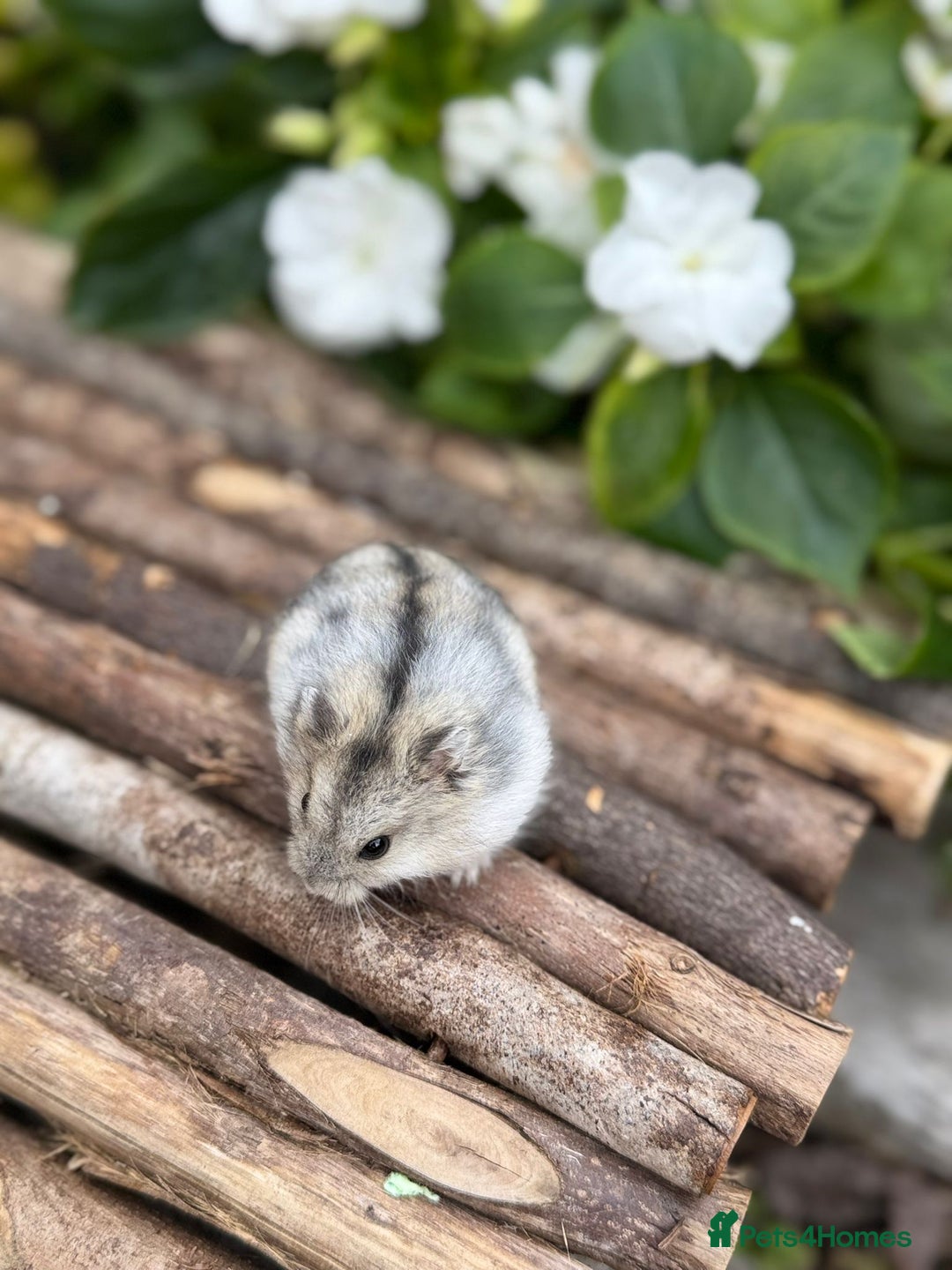 Hamster rodents for sale: Beautiful baby hamsters. Russian Dwarf and Syrian - Image 21