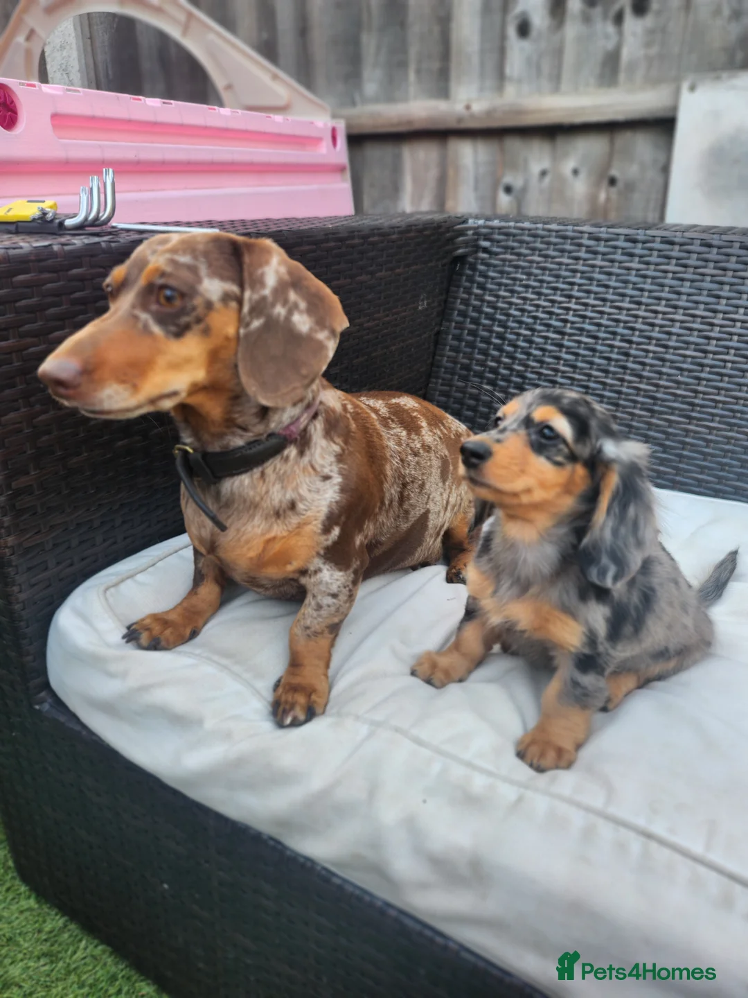 Miniature Dachshund dogs for sale: Long haired silver Dapple Mini Daschund Girl 🩷🩷 - Advert 2