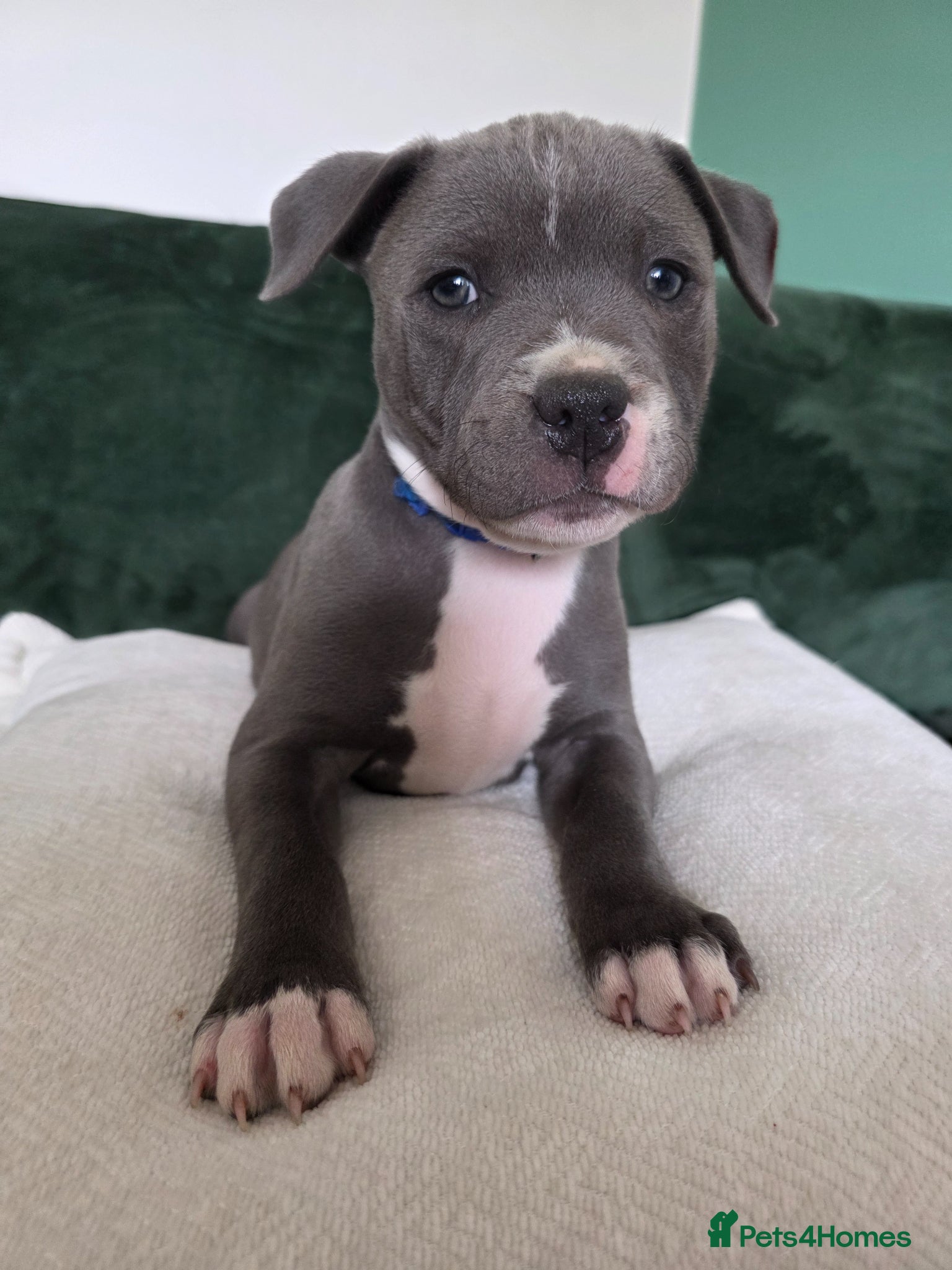 Staffordshire Bull Terrier dogs 5 blue staffies for sale - Advert 9