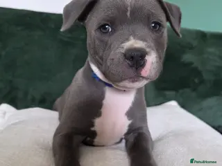 Staffordshire Bull Terrier dogs 5 blue staffies for sale - Advert 9