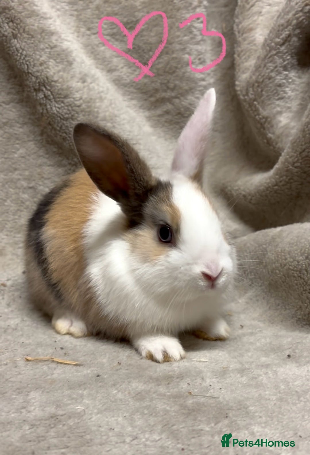 Mixed Breed rabbits for sale: 4 Beautiful baby mix breed bunnies  - Advert 15