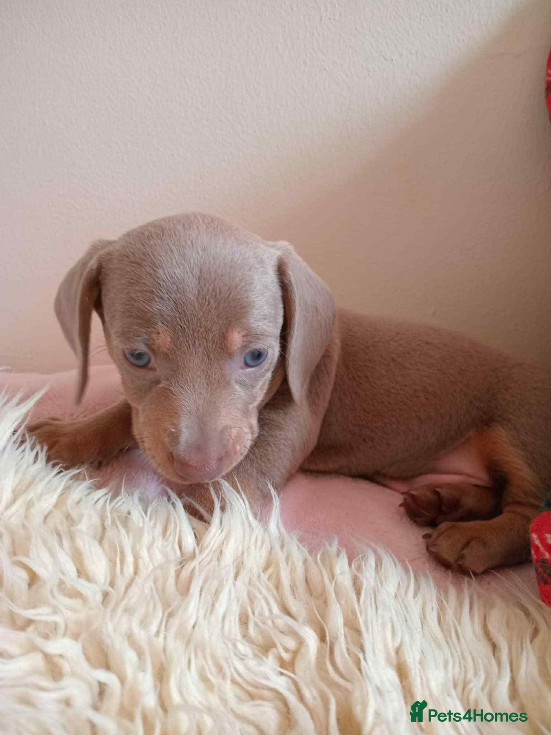 Miniature Dachshund dogs for sale: Stunning miniature dachshund  - Advert 8