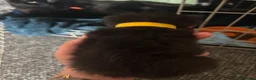 Mixed Breed cats for sale: Ready to leave 6th june-reduced to £70 - Advert 25