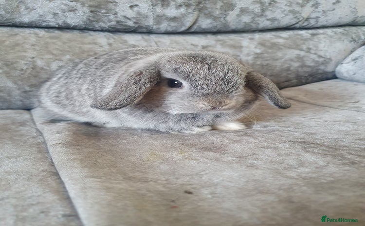 Mini Lop rabbits - Advert 1