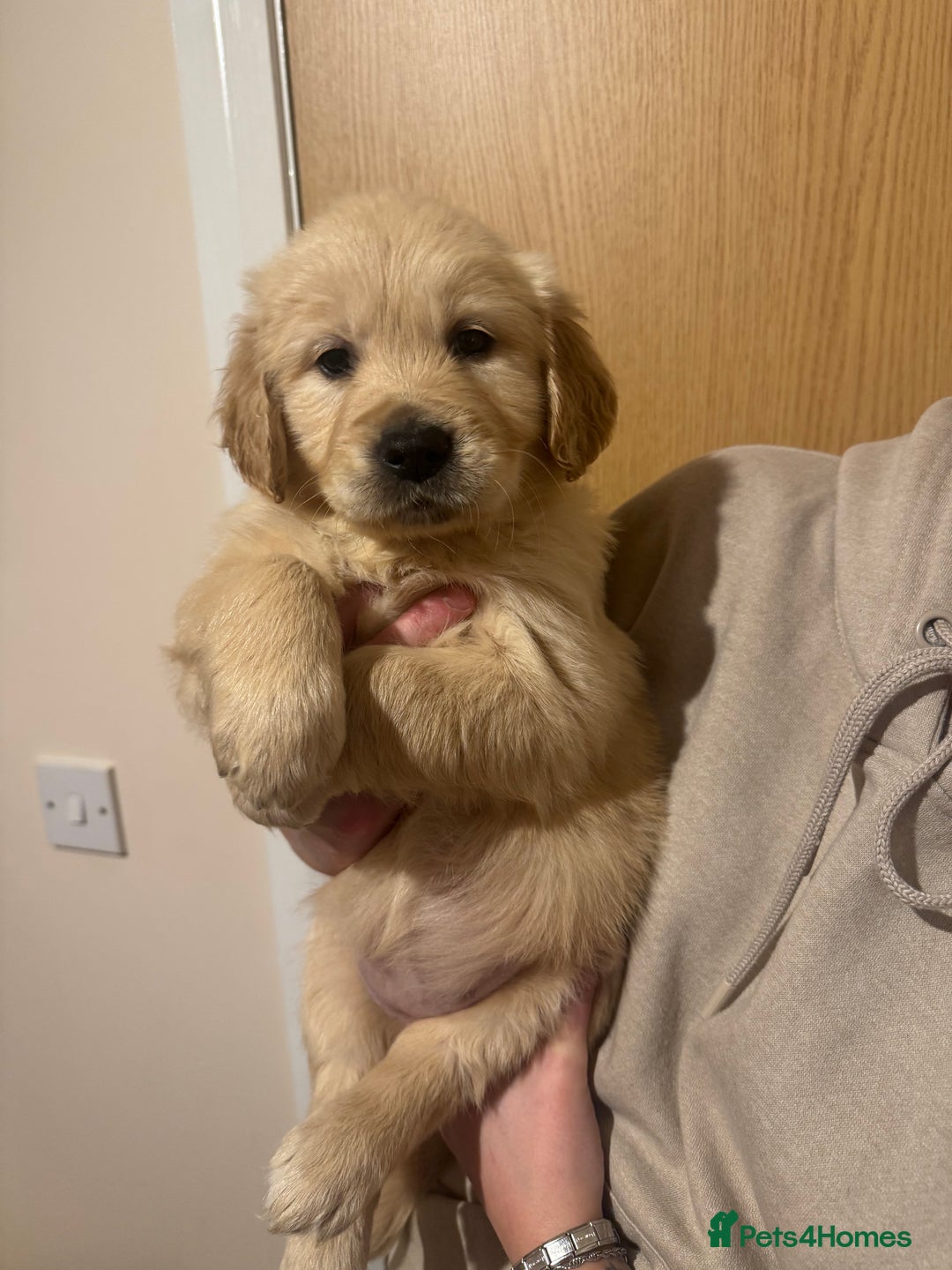 Golden Retriever dogs for sale: Golden Retriever Pups - Advert 2