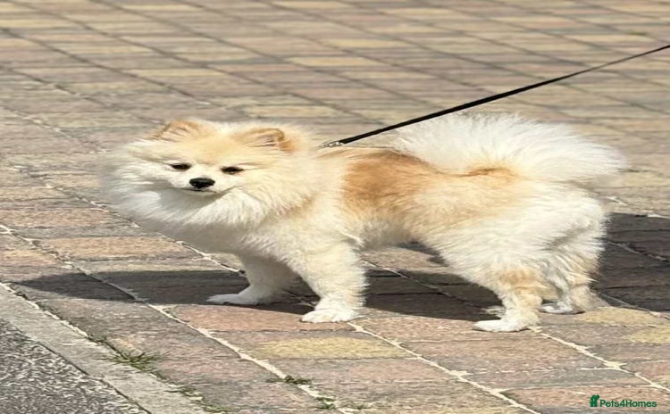 Pomeranian dogs - Advert 13