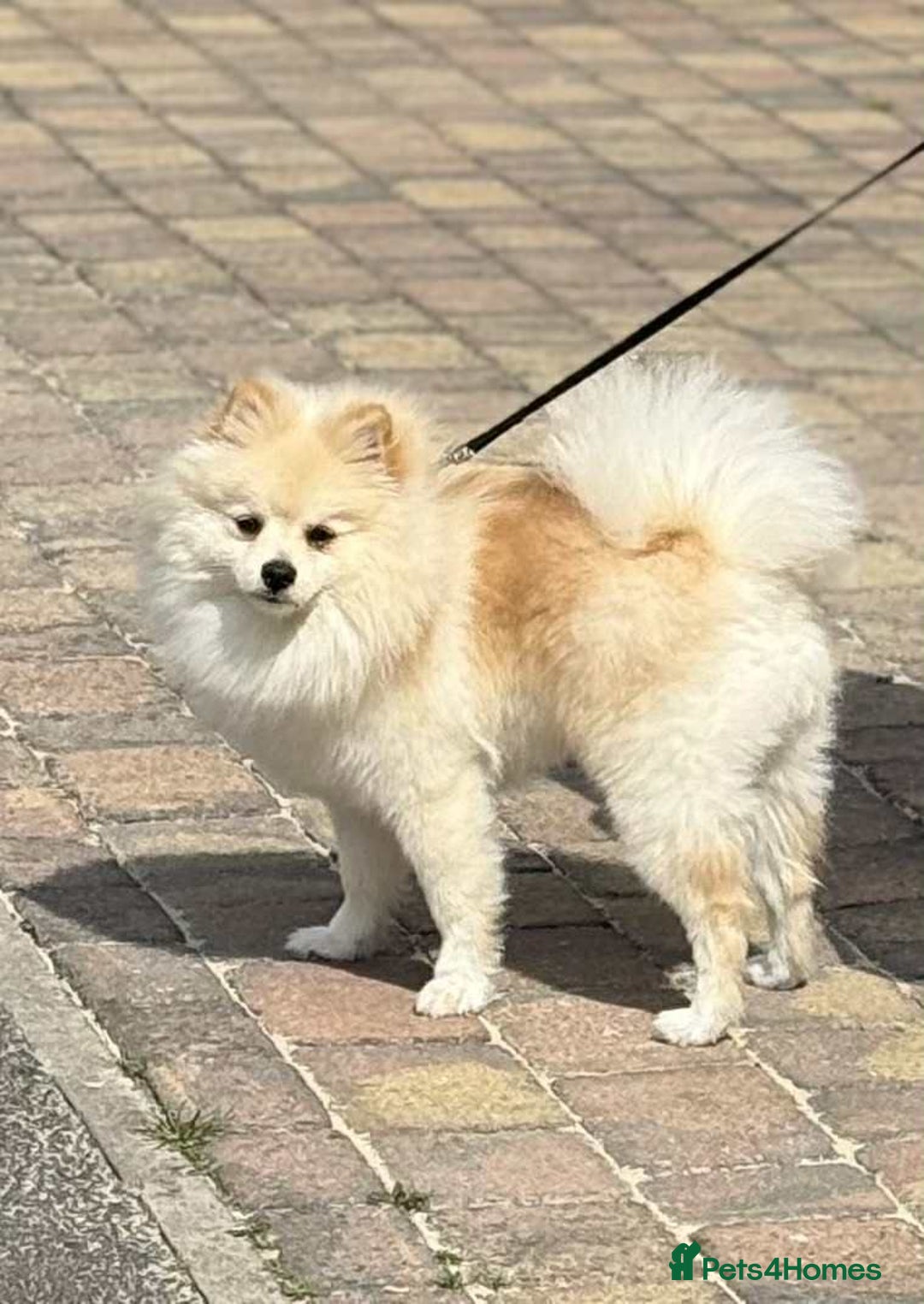 Pomeranian dogs for stud: FOR STUD ONLY!! Not for sale  - Image 1