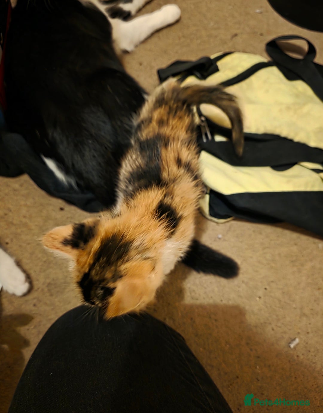 Mixed Breed cats for sale: Adorable longhair and short hair  - Advert 23