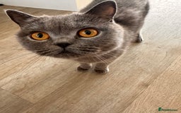 British Shorthair cats for sale: British shorthair cross - Image 8