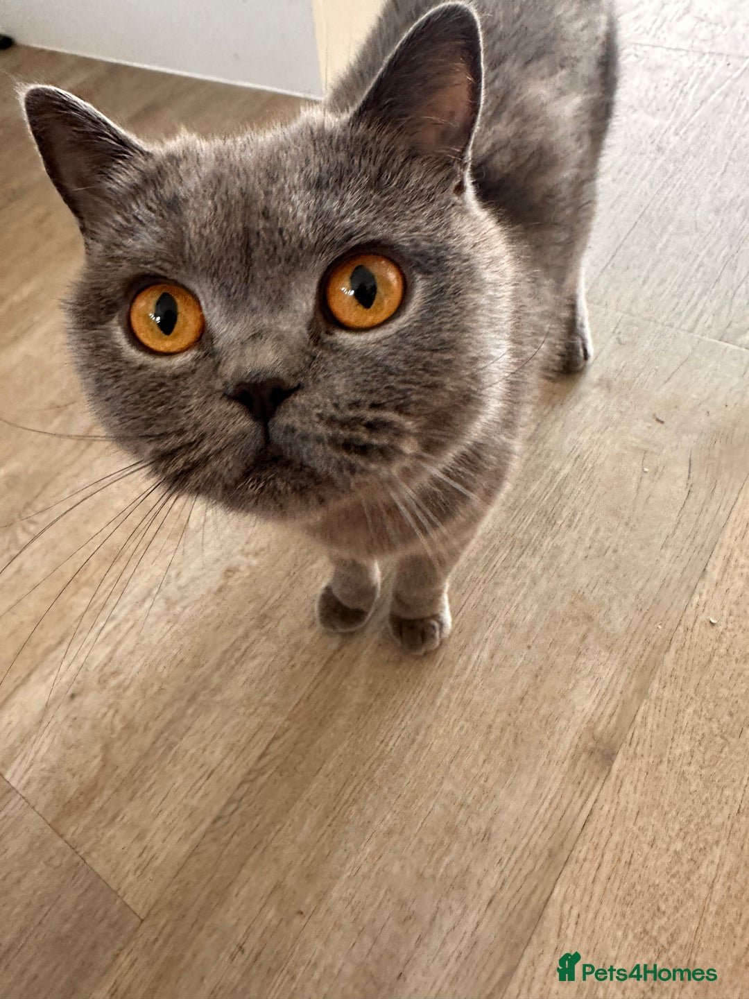 British Shorthair cats for sale: British shorthair cross - Image 8