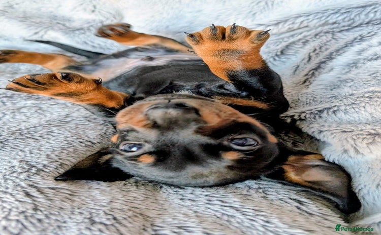 Miniature Dachshund dogs - Advert 2