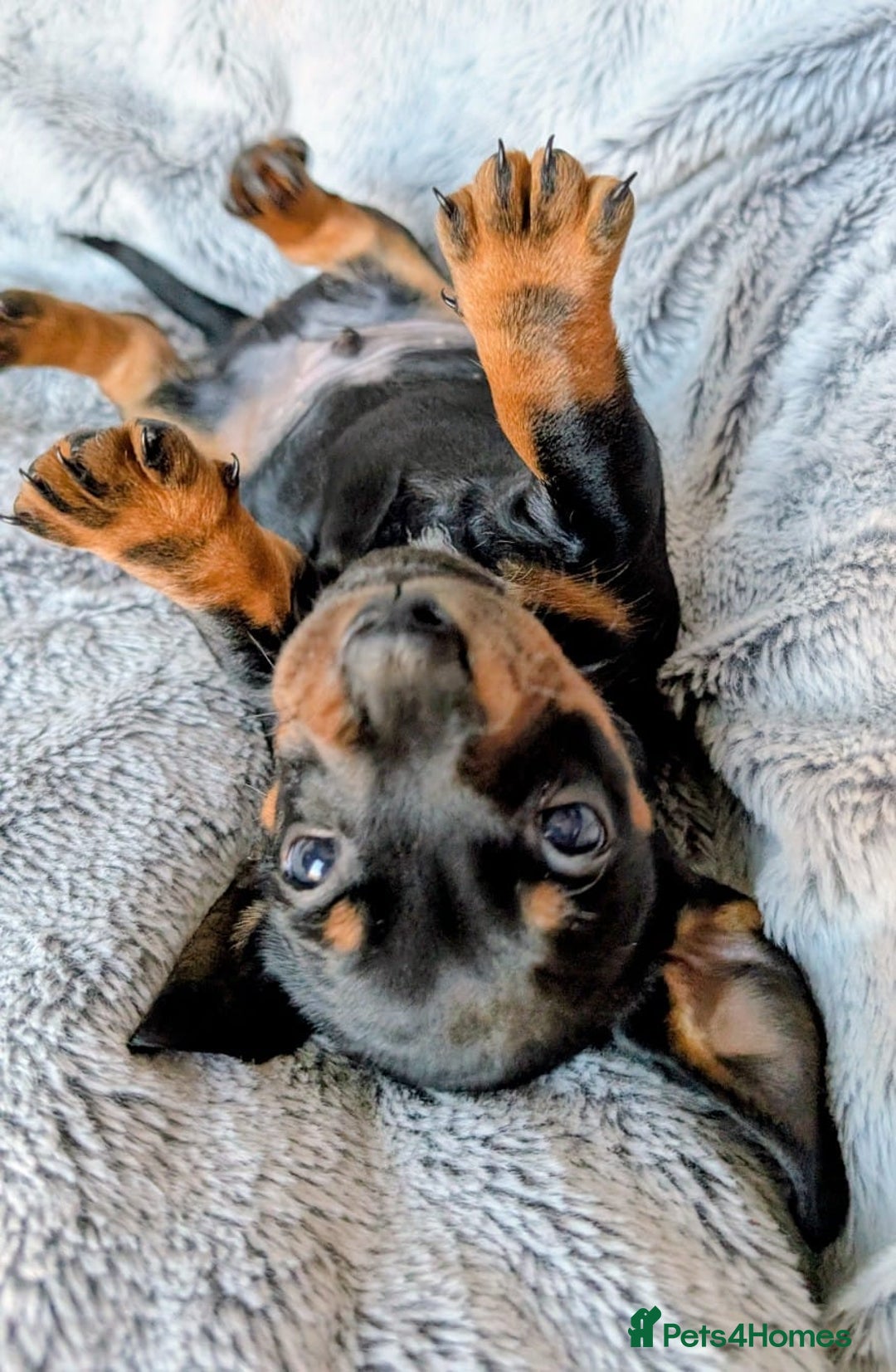 Miniature Dachshund dogs for sale: Genuine Short Haired Miniature Dachshund Puppies - Image 7