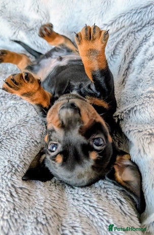 Miniature Dachshund dogs - Advert 2