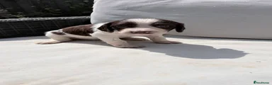 English Springer Spaniel 6