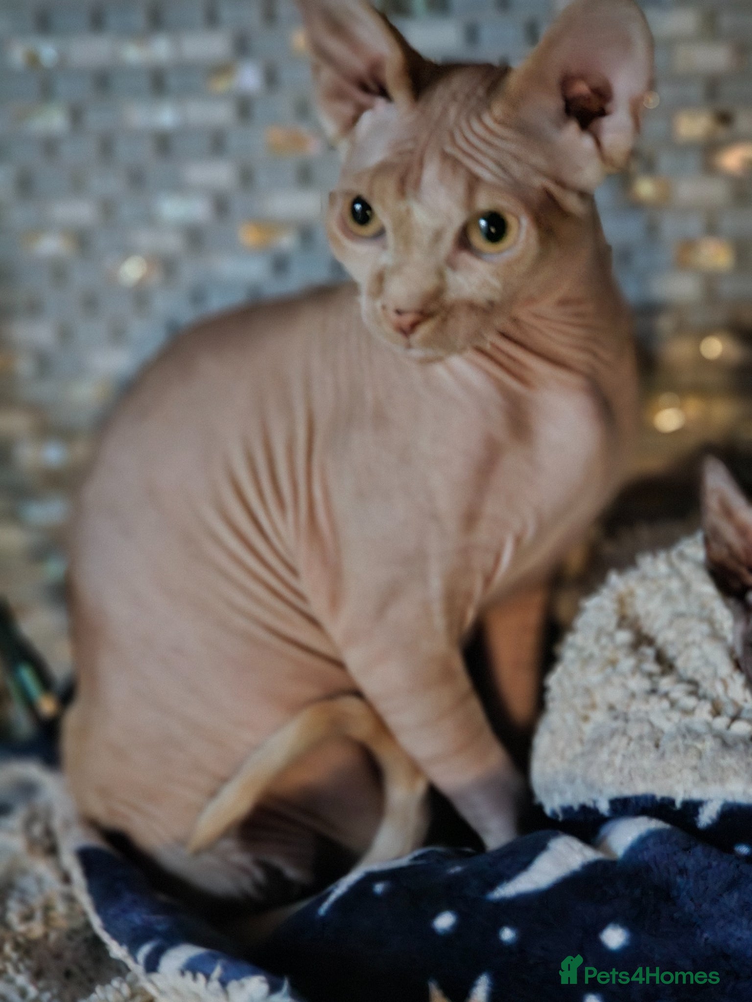 Sphynx cats Adorable Canadian Sphynx Champion father line.  - Advert 3