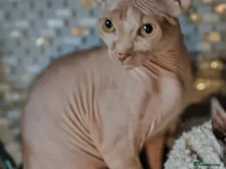 Sphynx cats Adorable Canadian Sphynx Champion father line. - Advert 4