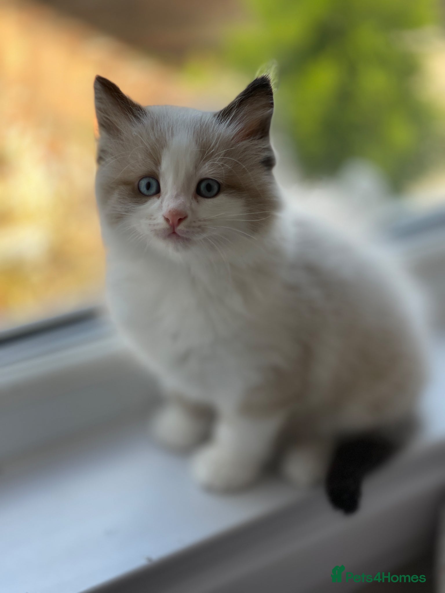 Ragdoll cats Stunning Blue-Eyed Ragdoll-Type Bicolour Kitten - Advert 18
