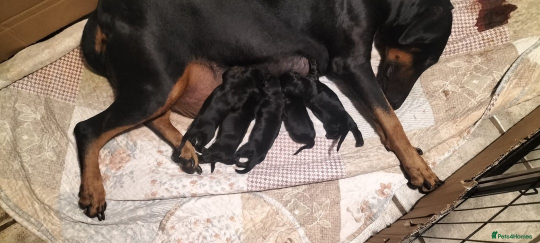 Dobermann dogs for sale: Dobermann puppies - Advert 9