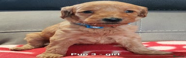 Goldendoodle Puppy 3