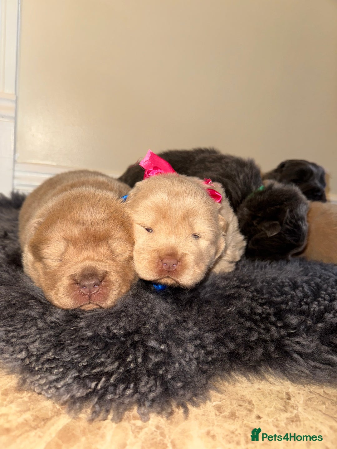 Chow Chow dogs for sale: Stunning kc reg puppies  - Advert 7